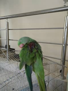 Parrot 0