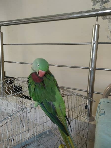 Parrot 1