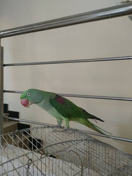 Parrot 2