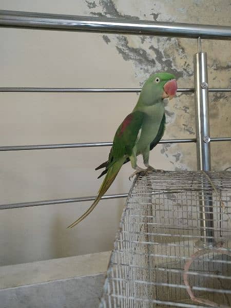 Parrot 3