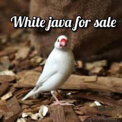 whie java chicks available  for  sale