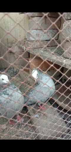 Tiger mukhi breedar pair kanty cush