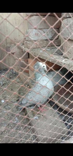 Tiger mukhi breedar pair kanty cush 2