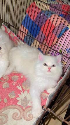 Persian beautiful Cat for sale0344/00/63/354 my WhatsApp number