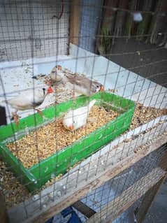 Cage with Birds Breeder Pairs