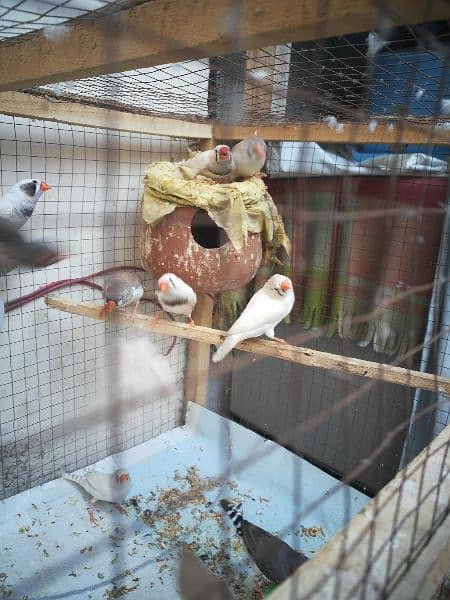 Cage with Birds Breeder Pairs 1