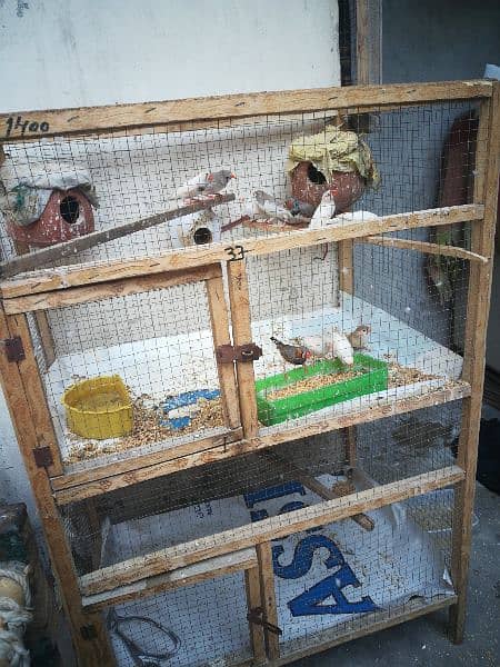 Cage with Birds Breeder Pairs 2