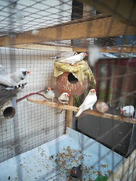 Cage with Birds Breeder Pairs 3