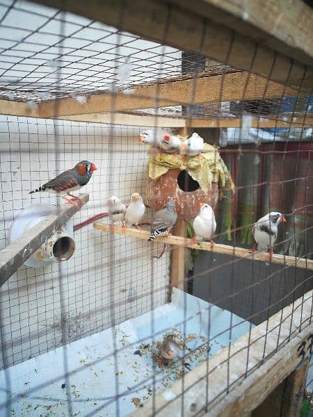 Cage with Birds Breeder Pairs 5