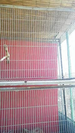 galvanised wire three portion cage 0