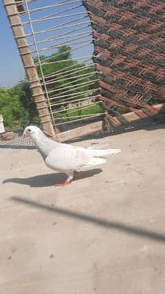 qasid pigeons top quality qasid