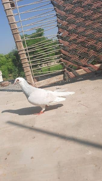 qasid pigeons top quality qasid 0