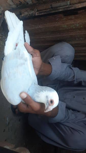 qasid pigeons top quality qasid 1