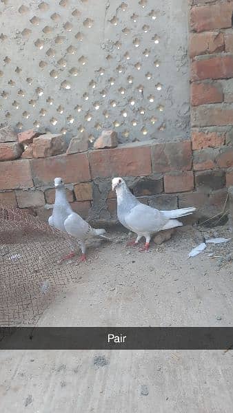 qasid pigeons top quality qasid 2