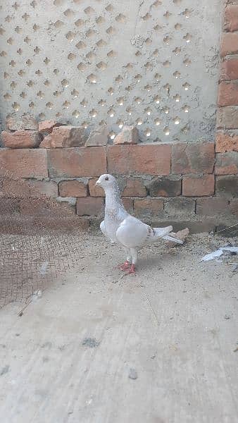 qasid pigeons top quality qasid 3