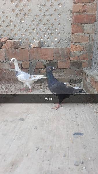 qasid pigeons top quality qasid 4