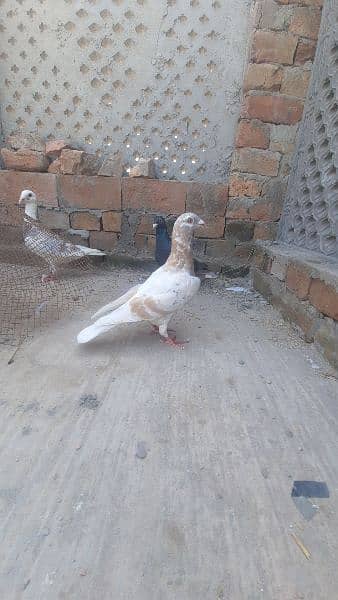 qasid pigeons top quality qasid 6