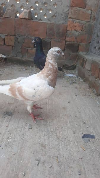 qasid pigeons top quality qasid 7