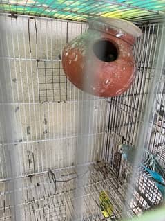 Parrots and cage for sale