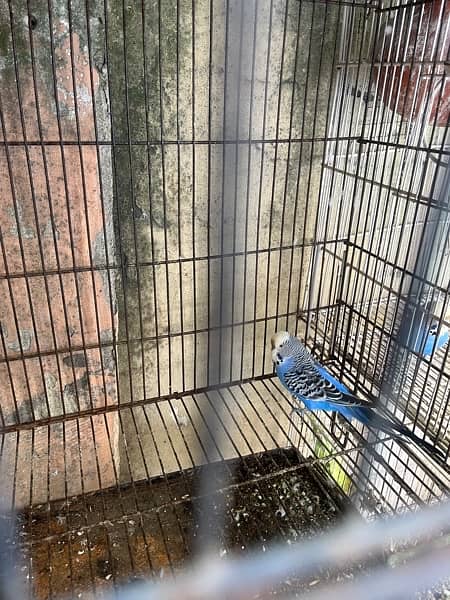 Parrots and cage for sale 1