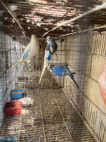 Parrots and cage for sale 3