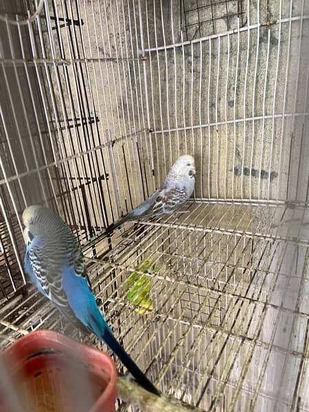 Parrots and cage for sale 5