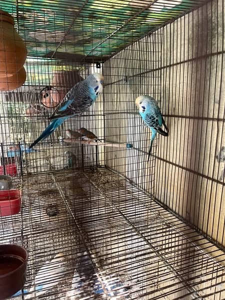 Parrots and cage for sale 6