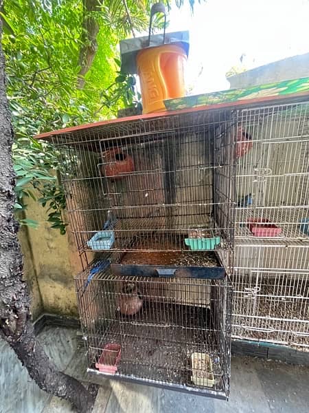 Parrots and cage for sale 7