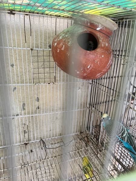 Parrots and cage for sale 8