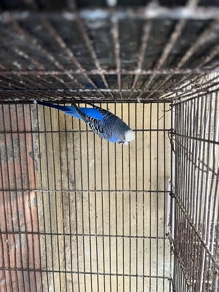 Parrots and cage for sale 9