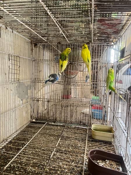 Parrots and cage for sale 10