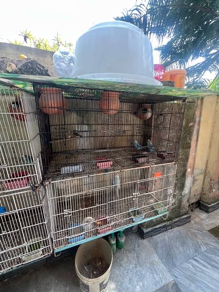 Parrots and cage for sale 11