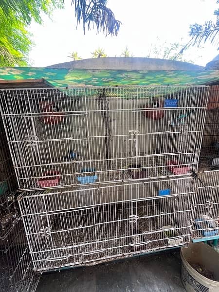 Parrots and cage for sale 12