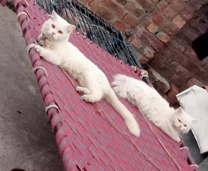 Persian Breeder Pair Cat's 1