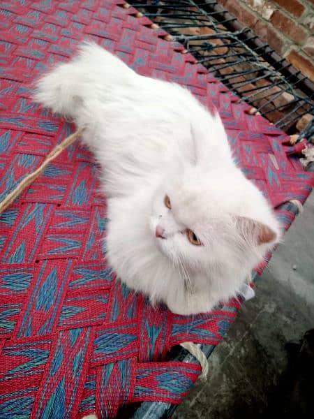 Persian Breeder Pair Cat's 2