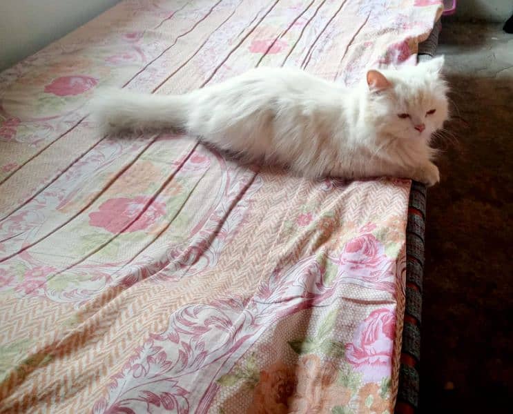 Persian Breeder Pair Cat's 3