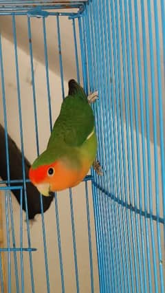 Peach face healthy bird male ready to breed