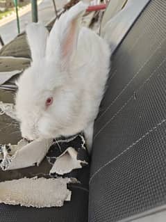 English Angora rabbit age 7 months 0