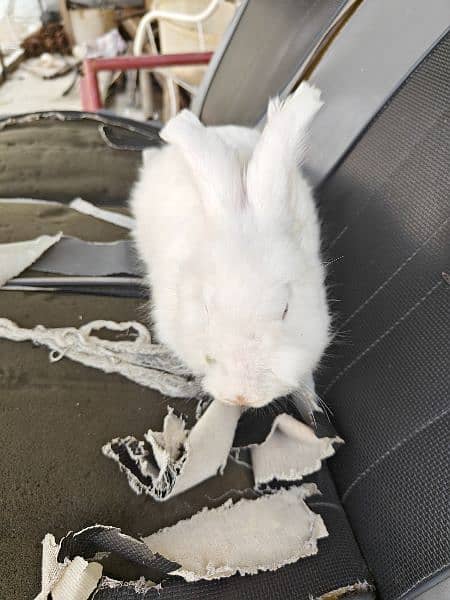 English Angora rabbit age 7 months 1