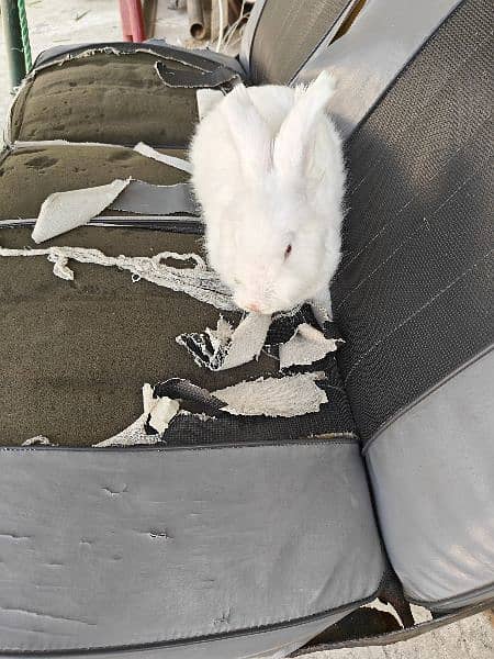 English Angora rabbit age 7 months 2