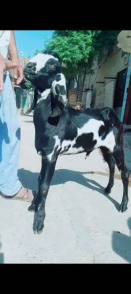 mashallah 2 bakray hay aik nagra rang may aik black may pr 32k pr 32k 17