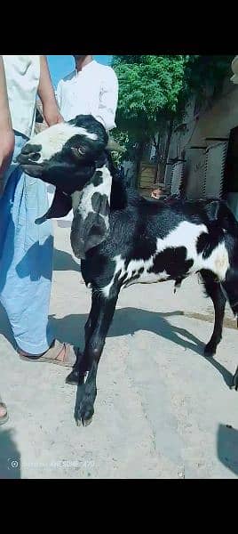 mashallah 2 bakray hay aik nagra rang may aik black may pr 32k pr 32k 18