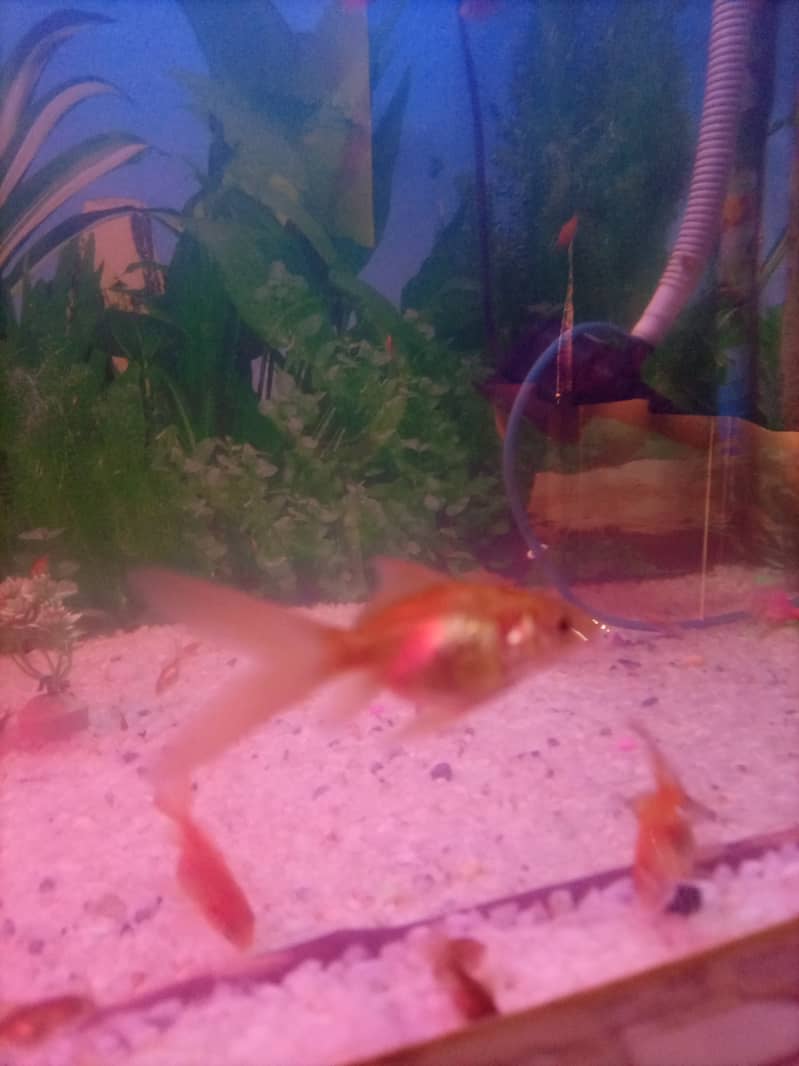 Goldfish Aquierum with 2 small fishess 4