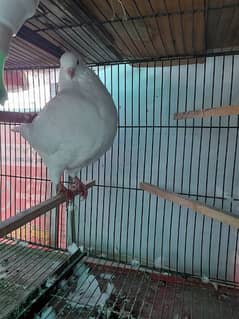 king Pigeon pair for selling Argent ek bacha bi h sath