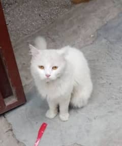 White Male Cat