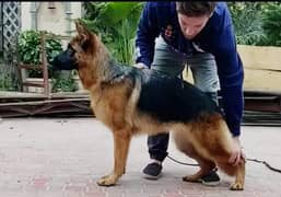 German shepherd breeder Pedigree female 0