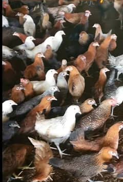 Golden Missiri Murgia | Hens | Poultry farm