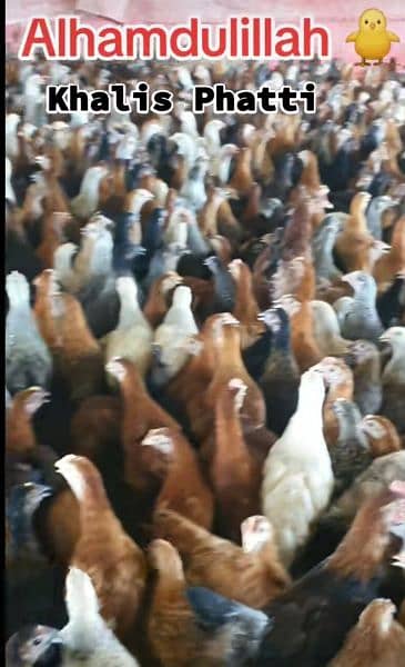 Golden Missiri Murgia | Hens | Poultry farm 1