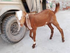 03063341804 bachon wali bakri or path