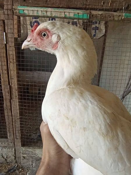 paper white heera aseel madi murgi hen for sale 0